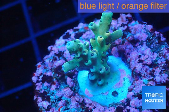 Acropora green & blue tip 1-3 cm WYSIWYG acclimaté