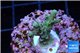 Acropora green & blue tip 1-3 cm WYSIWYG acclimaté