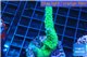 Acropora green purple 3-4 cm WYSIWYG acclimaté