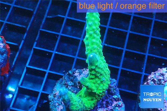 Acropora green purple 3-4 cm WYSIWYG acclimaté