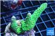 Acropora green purple 3-4 cm WYSIWYG acclimaté