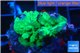 Acropora green purple damaged 2-4 cm WYSIWYG acclimaté