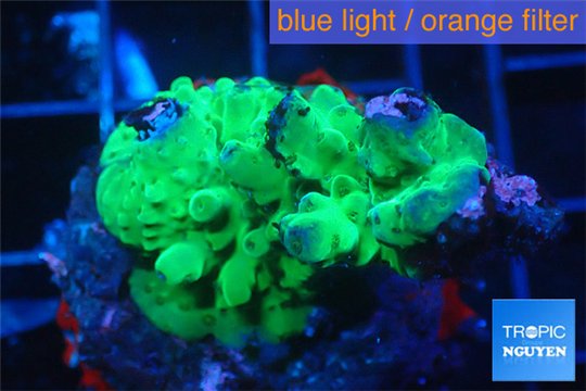 Acropora green purple damaged 2-4 cm WYSIWYG acclimaté