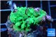 Acropora green purple damaged 2-4 cm WYSIWYG acclimaté