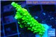 Acropora full neon green 2-4 cm WYSIWYG acclimaté