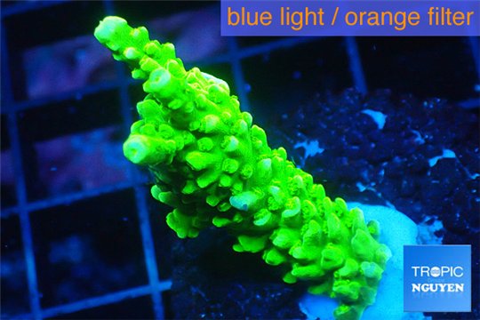 Acropora full neon green 2-4 cm WYSIWYG acclimaté