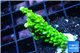 Acropora full neon green 2-4 cm WYSIWYG acclimaté