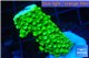 Acropora full neon green 2-4 cm WYSIWYG acclimaté