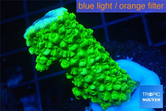 Acropora full neon green 2-4 cm WYSIWYG acclimaté