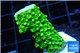 Acropora full neon green 2-4 cm WYSIWYG acclimaté