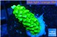 Acropora full neon green 2-4 cm WYSIWYG acclimaté
