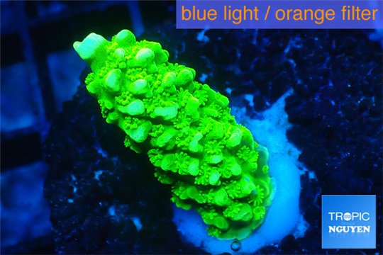 Acropora full neon green 2-4 cm WYSIWYG acclimaté