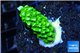 Acropora full neon green 2-4 cm WYSIWYG acclimaté