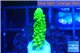Acropora full neon green 2-3 cm WYSIWYG acclimaté