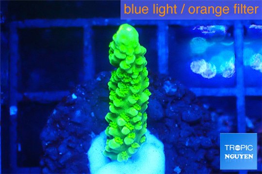 Acropora full neon green 2-3 cm WYSIWYG acclimaté