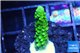 Acropora full neon green 2-3 cm WYSIWYG acclimaté