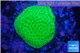 Porites cylindrica yellow Fijii 1-2 cm WYSIWYG acclimaté