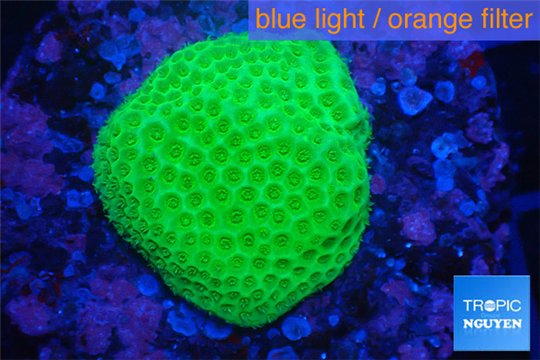 Porites cylindrica yellow Fijii 1-2 cm WYSIWYG acclimaté