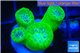 Duncanopsammia green 4 polyps WYSIWYG acclimaté