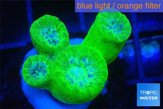 Duncanopsammia green 4 polyps WYSIWYG acclimaté