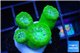 Duncanopsammia green 4 polyps WYSIWYG acclimaté