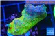 Montipora red fire forest 3-4 cm WYSIWYG acclimaté