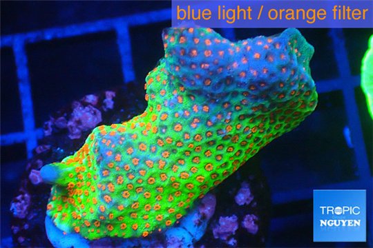 Montipora red fire forest 3-4 cm WYSIWYG acclimaté