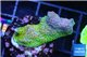 Montipora red fire forest 3-4 cm WYSIWYG acclimaté
