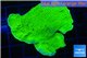 Montipora capricornis green 3-5 cm WYSIWYG acclimaté