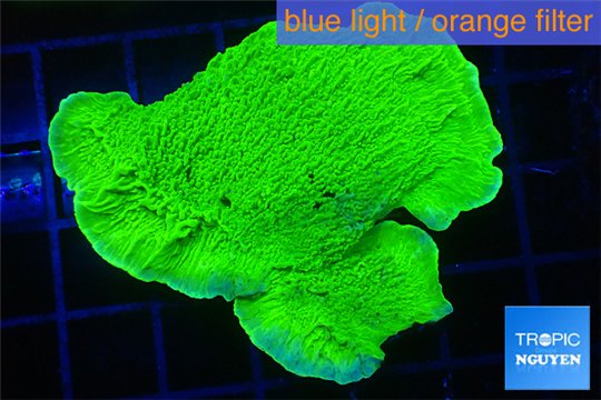 Montipora capricornis green 3-5 cm WYSIWYG acclimaté
