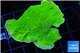 Montipora capricornis green 3-5 cm WYSIWYG acclimaté