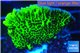 Montipora green & purple polyps 3-4 cm WYSIWYG acclimaté