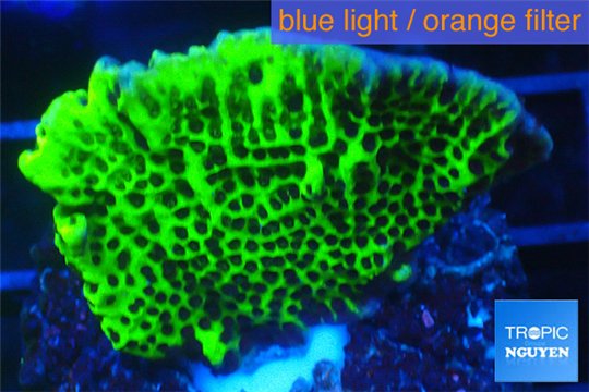Montipora green & purple polyps 3-4 cm WYSIWYG acclimaté