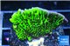Montipora green & purple polyps 3-4 cm WYSIWYG acclimaté