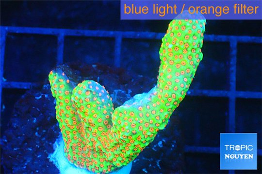 Montipora red fire forest 3-4 cm WYSIWYG acclimaté