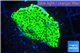 Montipora green & purple polyps 3-4 cm WYSIWYG acclimaté
