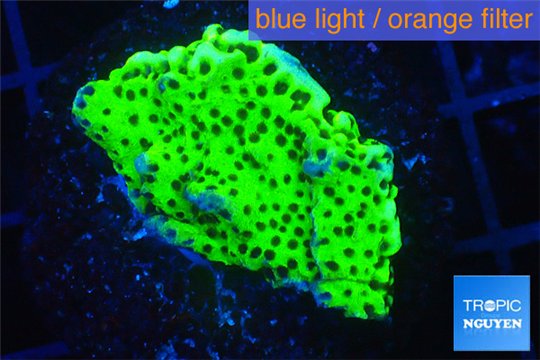 Montipora green & purple polyps 3-4 cm WYSIWYG acclimaté