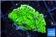 Montipora green & purple polyps 3-4 cm WYSIWYG acclimaté
