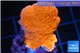Montipora capricornis red 2-3 cm WYSIWYG acclimaté