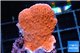 Montipora capricornis red 2-3 cm WYSIWYG acclimaté