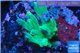 Acropora caroliniana greeny deep water 2-4 cm WYSIWYG acclimaté