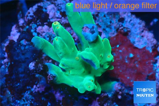 Acropora caroliniana greeny deep water 2-4 cm WYSIWYG acclimaté