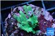 Acropora caroliniana greeny deep water 2-4 cm WYSIWYG acclimaté