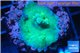 Acropora caroliniana greeny deep water 1-2 cm WYSIWYG acclimaté