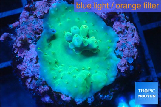 Acropora caroliniana greeny deep water 1-2 cm WYSIWYG acclimaté