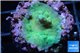 Acropora caroliniana greeny deep water 1-2 cm WYSIWYG acclimaté