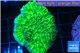 Merulina ampliata neon green 3-4 cm WYSIWYG acclimaté