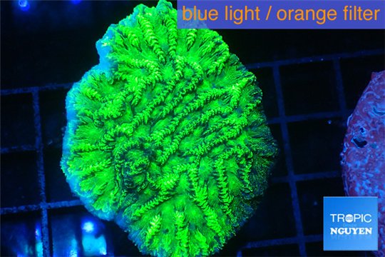 Merulina ampliata neon green 3-4 cm WYSIWYG acclimaté