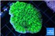 Merulina ampliata neon green 3-4 cm WYSIWYG acclimaté