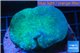 Sarcophyton long polyps 5-8 cm WYSIWYG acclimaté